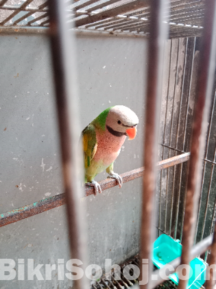 Parrot